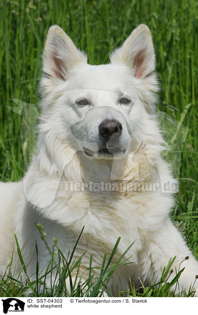Weier Schferhund / white shepherd / SST-04302