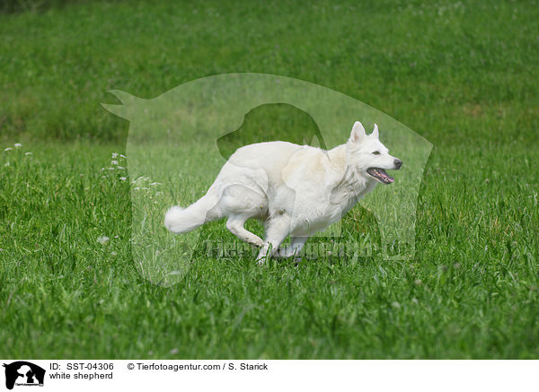 Weier Schferhund / white shepherd / SST-04306