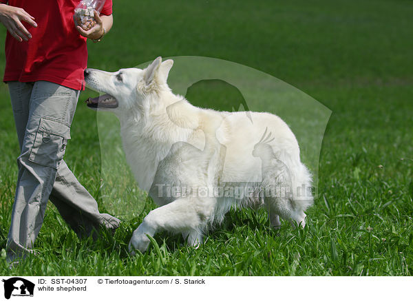 Weier Schferhund / white shepherd / SST-04307