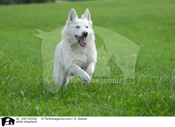 Weier Schferhund / white shepherd / SST-04308