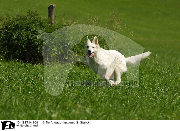 Weier Schferhund / white shepherd / SST-04309