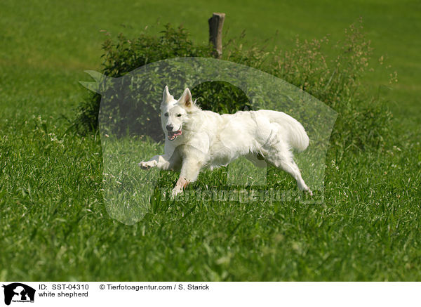 Weier Schferhund / white shepherd / SST-04310