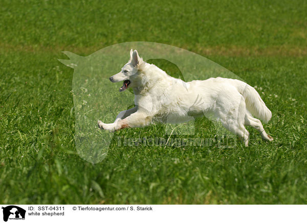Weier Schferhund / white shepherd / SST-04311