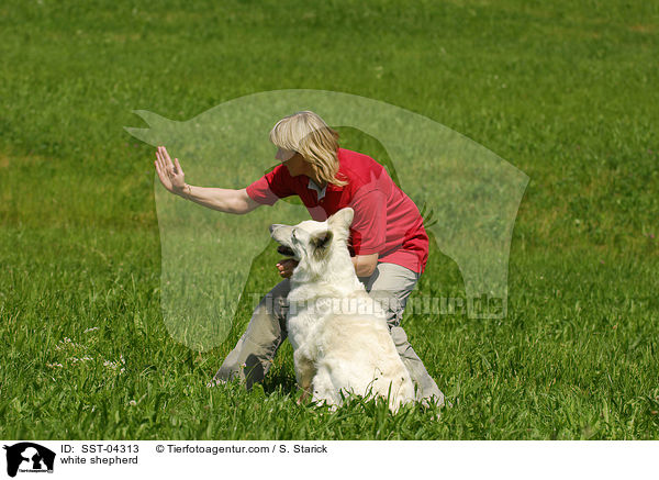 Weier Schferhund / white shepherd / SST-04313