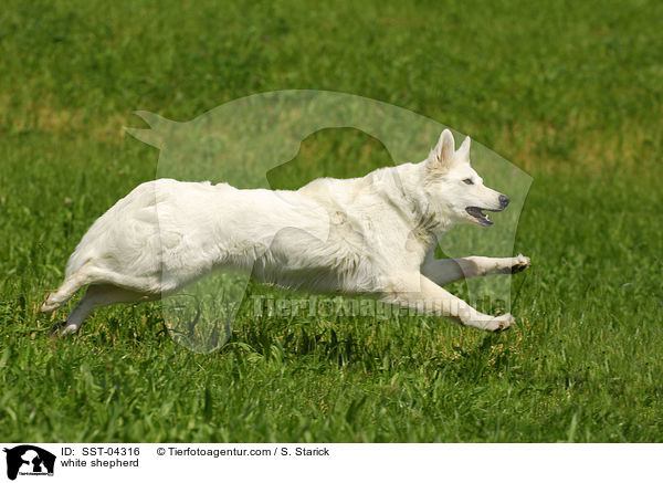 white shepherd / SST-04316