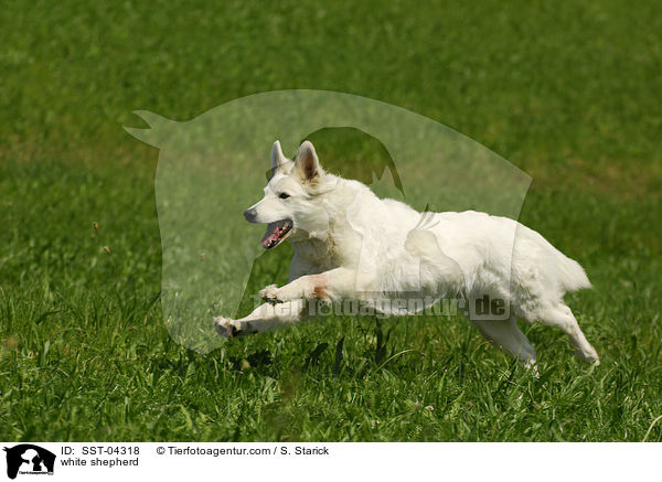 Weier Schferhund / white shepherd / SST-04318