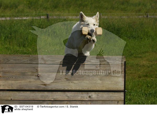 Weier Schferhund / white shepherd / SST-04319