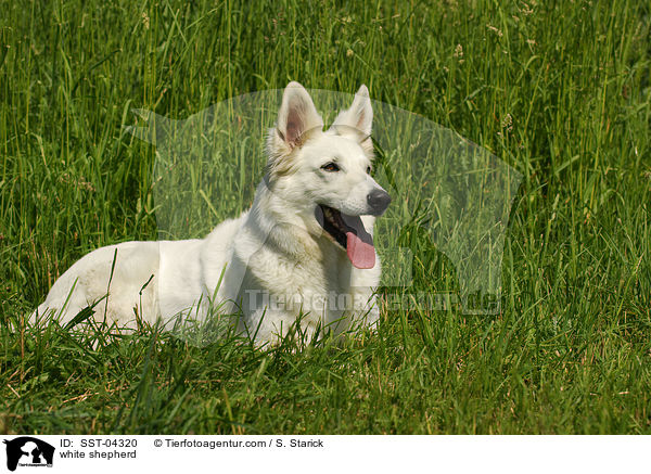 Weier Schferhund / white shepherd / SST-04320