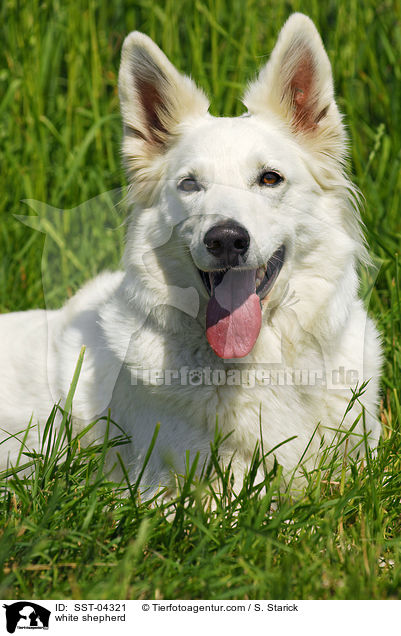Weier Schferhund / white shepherd / SST-04321