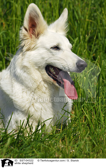 Weier Schferhund / white shepherd / SST-04322
