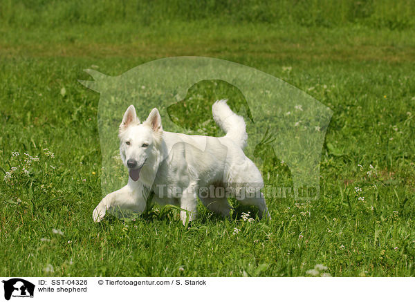 Weier Schferhund / white shepherd / SST-04326