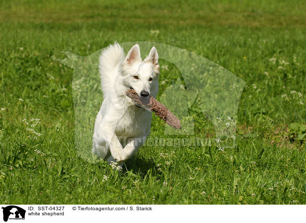 Weier Schferhund / white shepherd / SST-04327