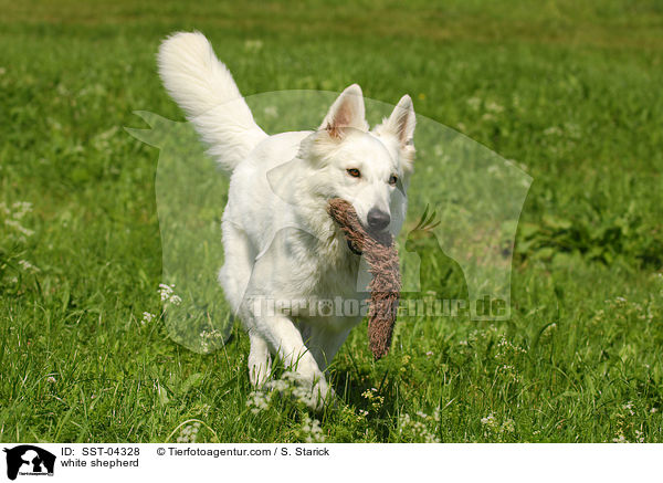 Weier Schferhund / white shepherd / SST-04328