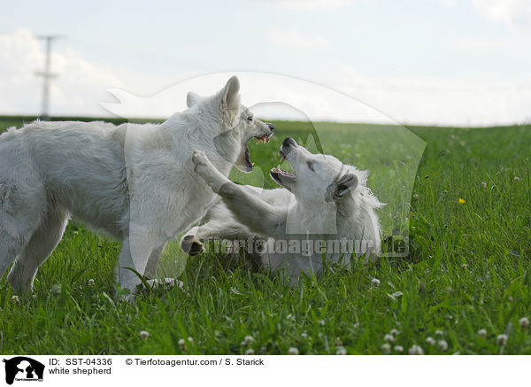 Weier Schferhund / white shepherd / SST-04336