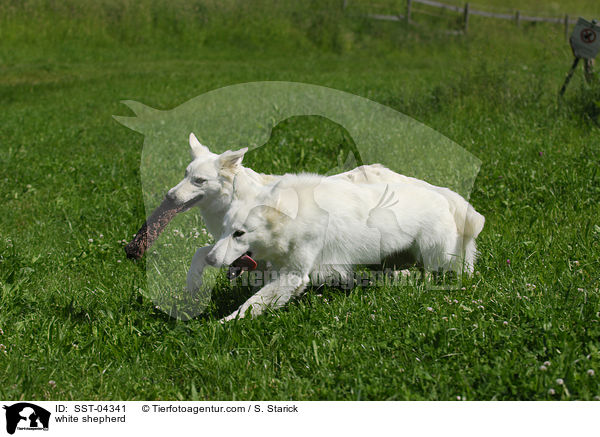 Weier Schferhund / white shepherd / SST-04341
