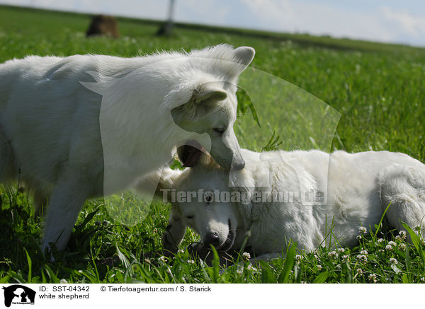 Weier Schferhund / white shepherd / SST-04342