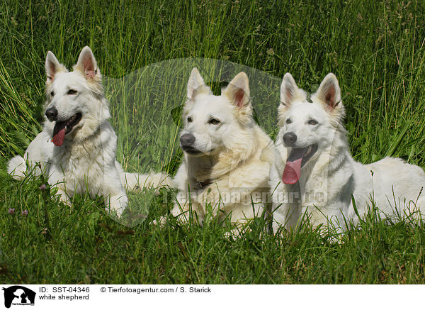 Weier Schferhund / white shepherd / SST-04346