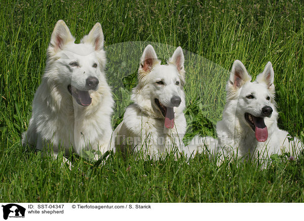 Weier Schferhund / white shepherd / SST-04347