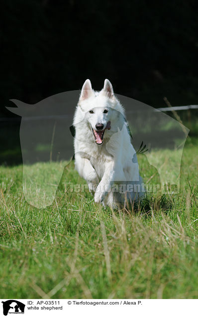 Weier Schferhund / white shepherd / AP-03511
