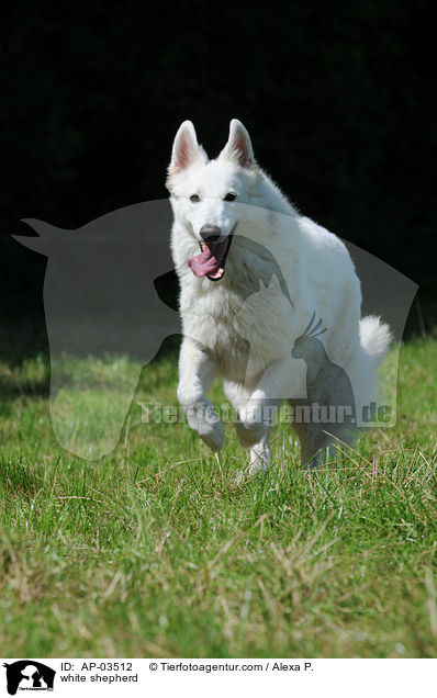 Weier Schferhund / white shepherd / AP-03512
