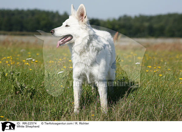Weier Schferhund / White Shepherd / RR-22574