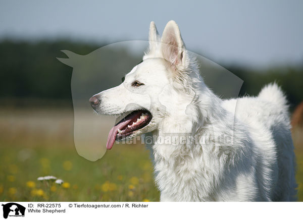 Weier Schferhund / White Shepherd / RR-22575