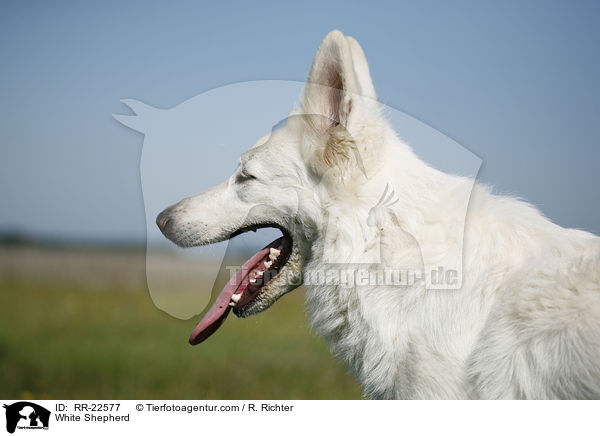 Weier Schferhund / White Shepherd / RR-22577
