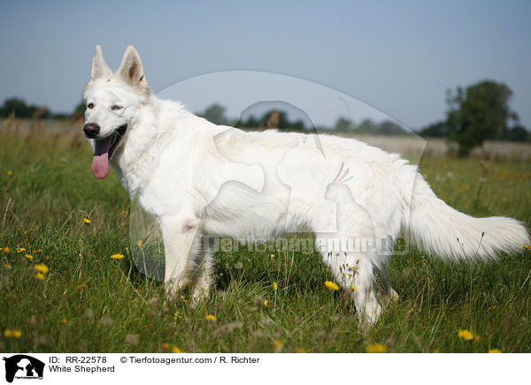 Weier Schferhund / White Shepherd / RR-22578