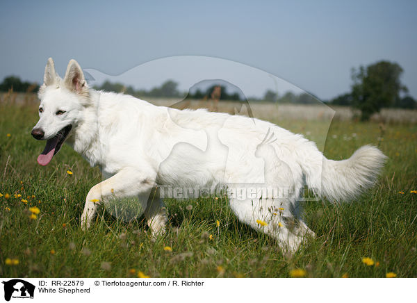 Weier Schferhund / White Shepherd / RR-22579