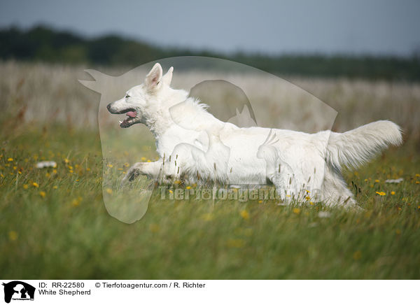 Weier Schferhund / White Shepherd / RR-22580