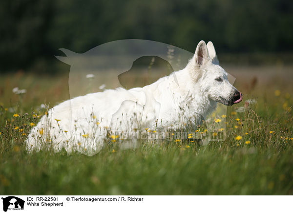 Weier Schferhund / White Shepherd / RR-22581