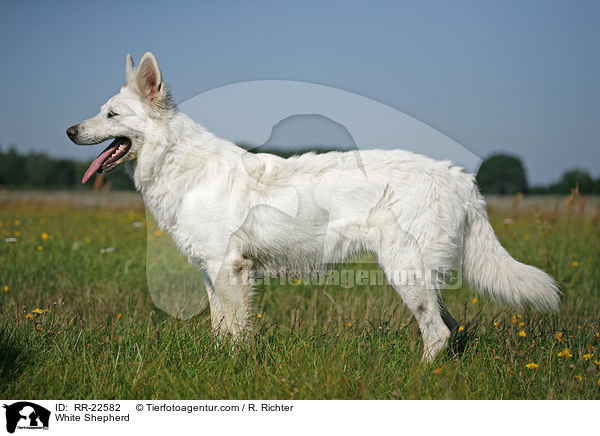 Weier Schferhund / White Shepherd / RR-22582