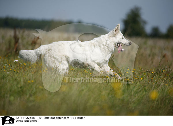 Weier Schferhund / White Shepherd / RR-22585