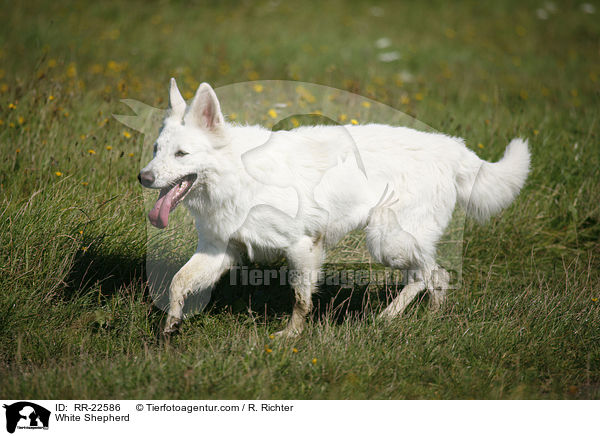 Weier Schferhund / White Shepherd / RR-22586