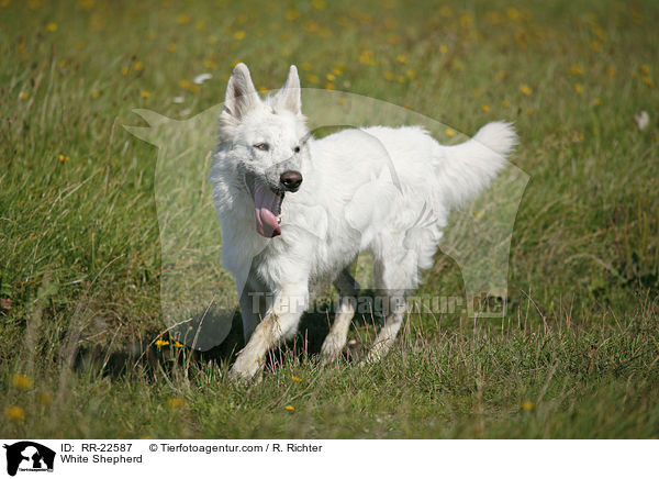 Weier Schferhund / White Shepherd / RR-22587