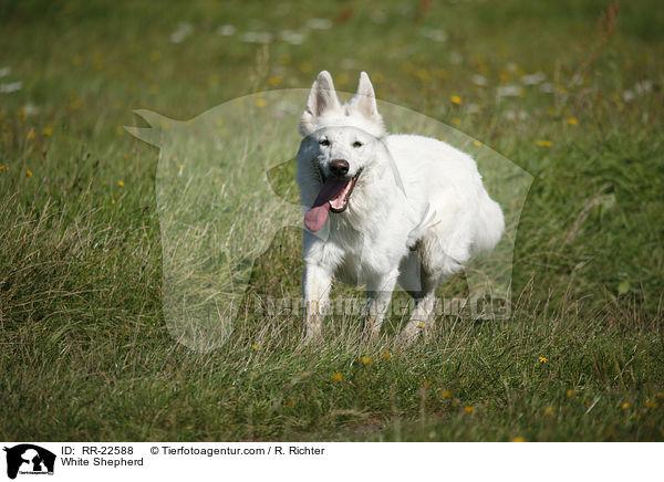 Weier Schferhund / White Shepherd / RR-22588