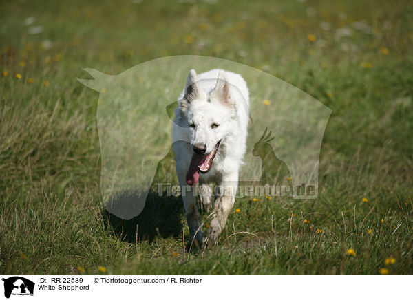Weier Schferhund / White Shepherd / RR-22589