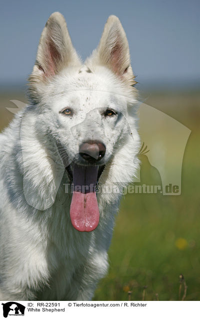 Weier Schferhund / White Shepherd / RR-22591