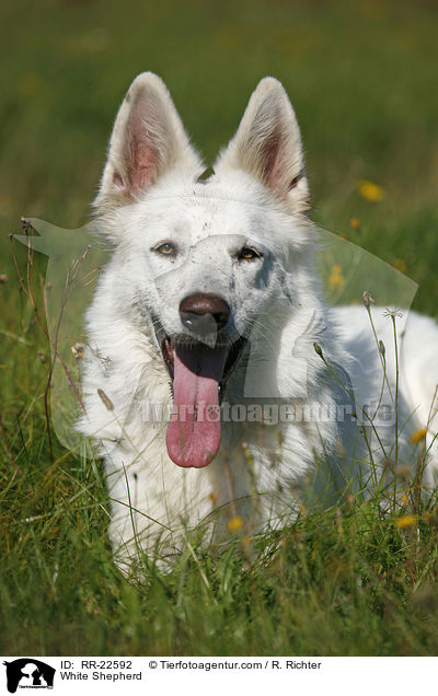 Weier Schferhund / White Shepherd / RR-22592