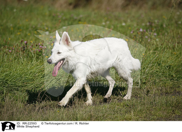 Weier Schferhund / White Shepherd / RR-22593