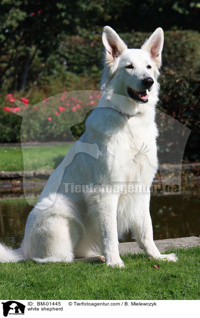 Weier Schferhund / white shepherd / BM-01445