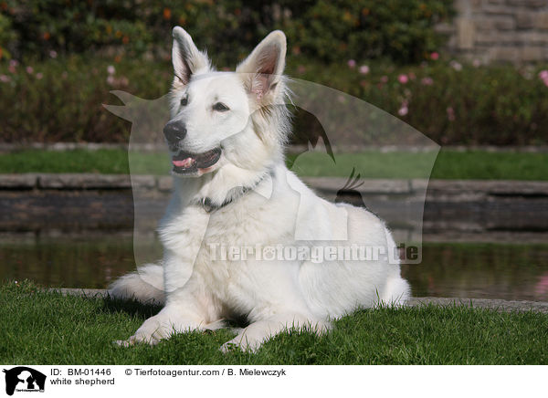 Weier Schferhund / white shepherd / BM-01446