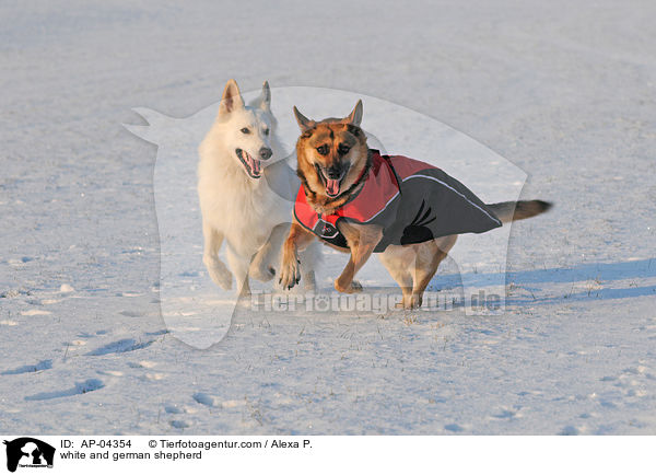 Weier und Deutscher Schferhund / white and german shepherd / AP-04354