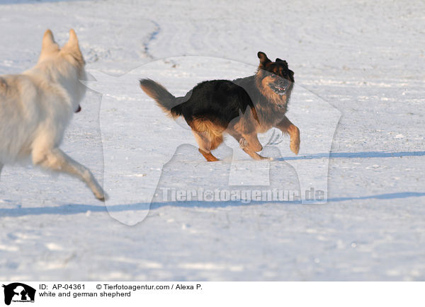 Weier und Deutscher Schferhund / white and german shepherd / AP-04361