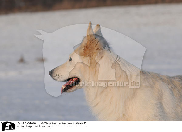 Weier Schferhund im Schnee / white shepherd in snow / AP-04404