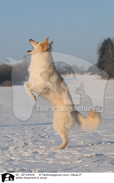 white shepherd in snow / AP-04405