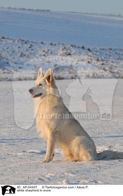 white shepherd in snow / AP-04407