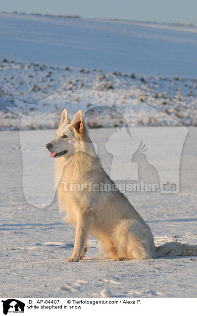 Weier Schferhund im Schnee / white shepherd in snow / AP-04407