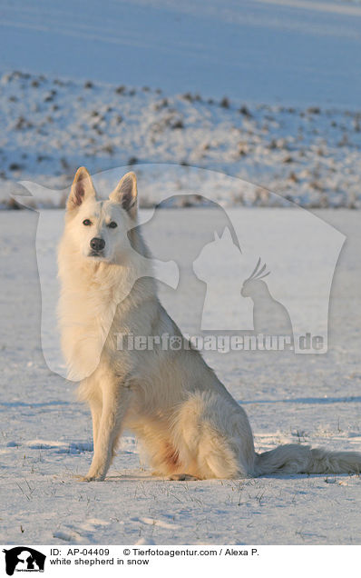 Weier Schferhund im Schnee / white shepherd in snow / AP-04409