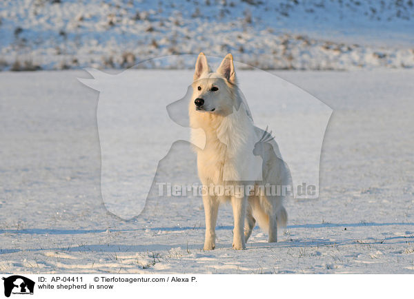 Weier Schferhund im Schnee / white shepherd in snow / AP-04411